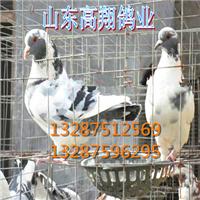山东肉鸽价格%种鸽养殖基地 