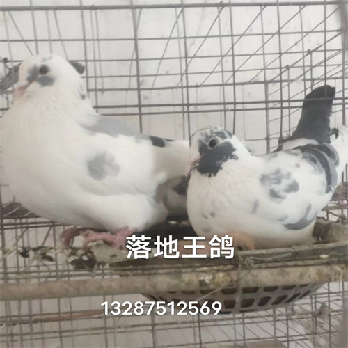 肉鸽种鸽