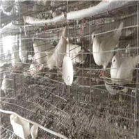 肉鸽养殖前景