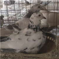 个人养鸽子营业执照