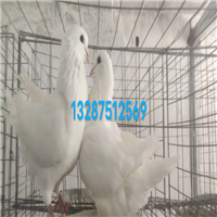 鸽子公母怎么看 **准确