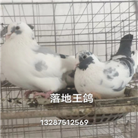肉鸽种鸽