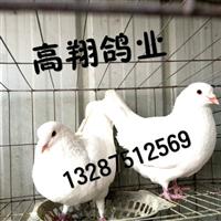 安徽肉鸽养殖场、安徽哪有肉鸽养殖场 
