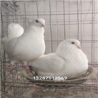 什么叫种鸽