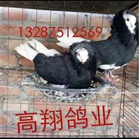 山东白羽王种鸽养殖场 