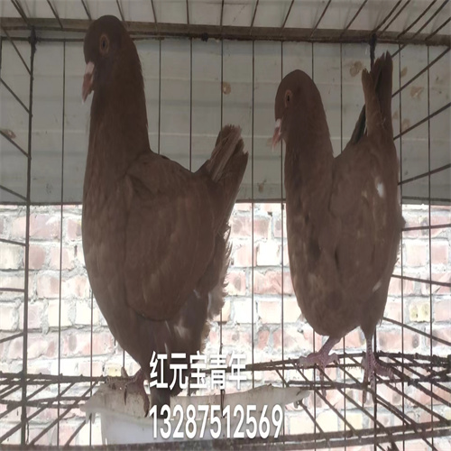 鸽子的品种