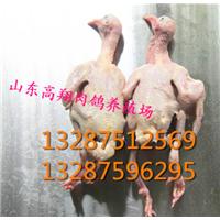 白羽王种鸽-山东种鸽/肉鸽/鸽子 