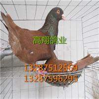 鸽子养殖利润%山东种鸽价格多少？ 