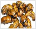金蝉种苗-产品3 