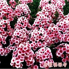宿根耐寒福禄考