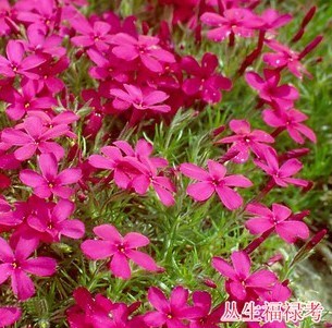 丛生福禄考
