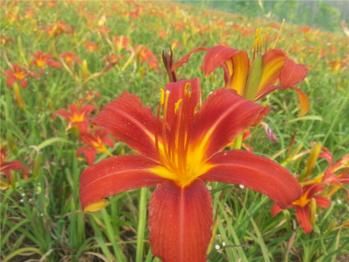海尔范萱草,辽宁萱草,东北萱草