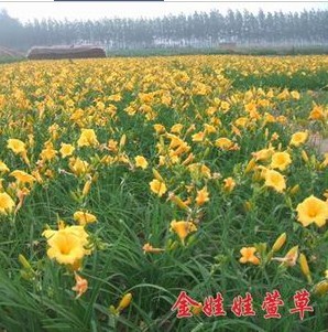 金娃娃萱草