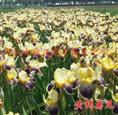 黄褐鸢尾