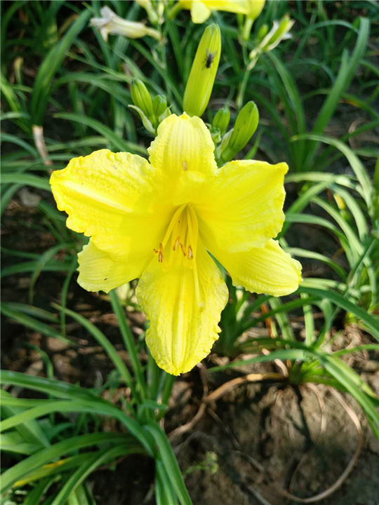 糯米露萱草-五艳花卉种植专业合作社
