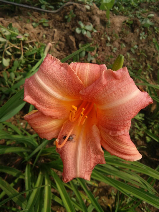 儿童节萱草-台安县五艳®花卉