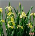 黄菖蒲