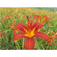 海尔范萱草,辽宁萱草,东北萱草