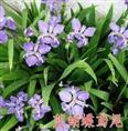 蓝蝴蝶鸢尾