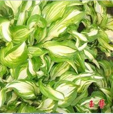 花叶玉簪