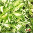 花叶玉簪