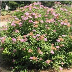 日本绣线菊