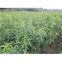 桂林桃苗种植公司批发广西无公害桃苗