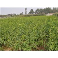 桂林桃苗种植基地长期供应广西优质桃苗
