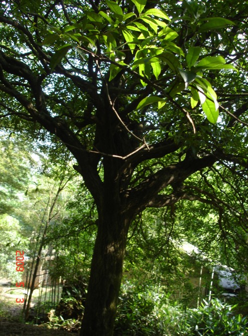 香樟树3产自广西香樟树种植基地/桂林竹桥绿化苗木公司 
