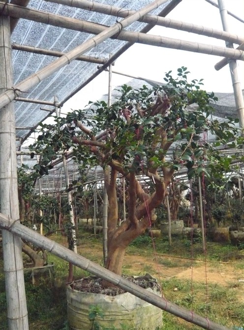 茶花树/名优广西茶花树/欢迎种植广西茶花树 