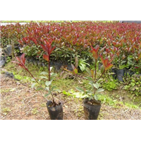 广西哪里有红叶石楠苗批发/广西红叶石楠苗种植基地 