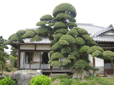 罗汉松树