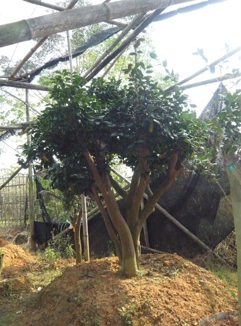 茶花树热卖/广西茶花树种植/欢迎种植广西茶花树 