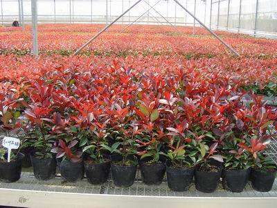 请问怎么种植广西红叶石楠苗/广西红叶石楠苗批发公司 