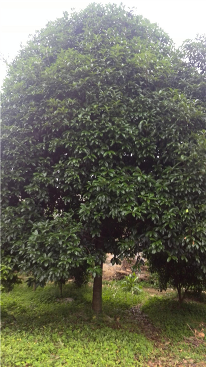 广西桂花树批发全国发货 