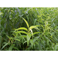 广西桃苗种植基地批发广西优质桃苗