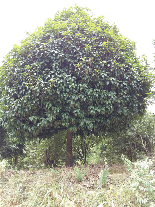 适合江西种植的桂花树广西桂花树种植 