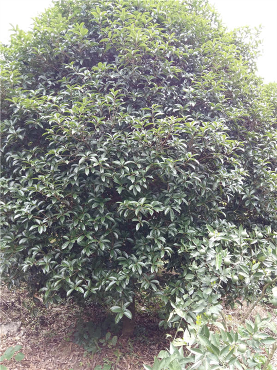 适合广东种植的桂花树广西桂花树种植 