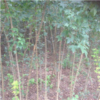 种植广西名优绿化苗木*广西朴树/桂林朴树13 