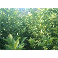 欢迎种植广西沙田柚/购买广西沙田柚种苗