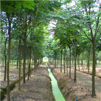 广西栾树价格/广西栾树种植基地一口价成交