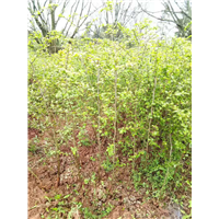 马甲子苗供应桂林马甲子苗种植基地