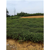 种植批发桂林马甲子苗广西马甲子苗产地