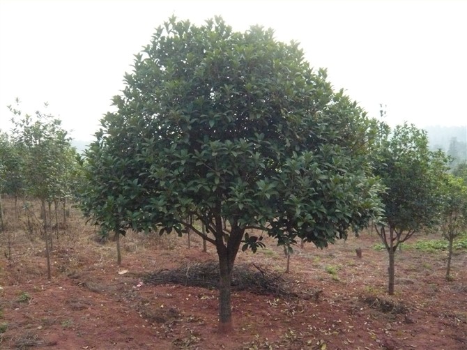 大量供应优质桂花树，欢迎你种植广西桂花树 