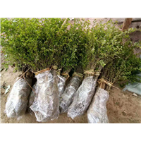 种植批发广西马甲子苗桂林马甲子苗