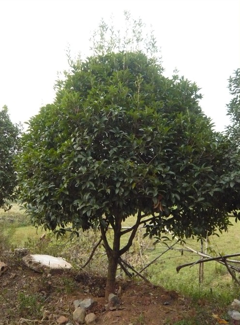 广西桂花树种植面积规模**-桂林绿化苗木公司 