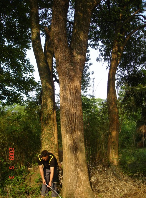 香樟树5产自广西香樟树种植基地/桂林竹桥绿化苗木公司 