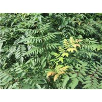 栾树/产自广西栾树种植基地-桂林绿化苗木