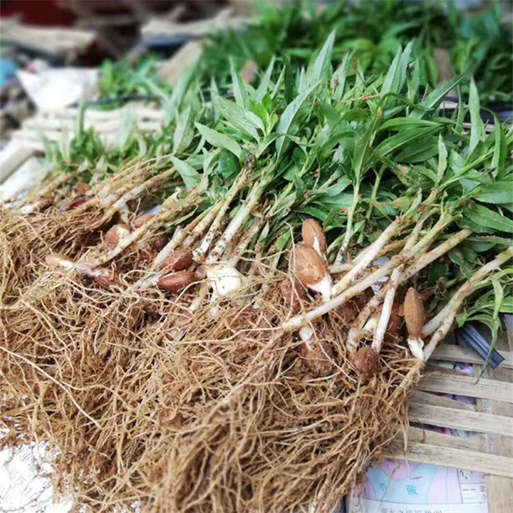 桃苗广西桃苗