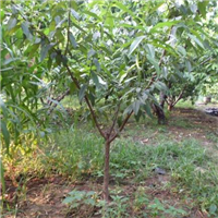广西桃苗种植基地批发桂林AA优质桃苗